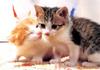 Kametaro's Cats Collection: Pure Cats Vol. 23~ - Kitten - 283