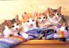 Kametaro's Cats Collection: Pure Cats Vol. 23~ - Kitten - 286