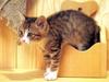 Kametaro's Cats Collection: Pure Cats Vol. 23~ - Kitten - 287