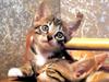 Kametaro's Cats Collection: Pure Cats Vol. 23~ - Kitten - 288
