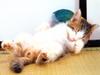 Kametaro's Cats Collection: Pure Cats Vol. 23~ - Kitten - 289