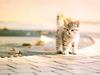 Kametaro's Cats Collection: Pure Cats Vol. 23~ - Kitten - 9006 (extra?)