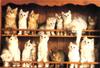 Kametaro's Cats Collection: Pure Cats Vol. 23~ - Kitten - 9007 (extra?)