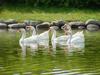 중국거위 Anser cygnoides (Swan Geese)