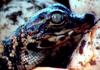American alligator hatchling - TV capture