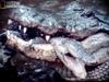 Young American alligator - TV capture