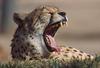 [Big Yawn] Cheetah