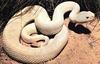 [Albino] White snake - albino rattler