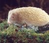 [Albino] Hedgehog