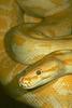 [Albino] Burmese Python - San Diego Zoo