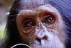 [TV capture] Chimpanzee