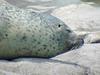 Okhotsk Harbor Seal / Spotted Seal - Phoca vitulina largha (Pallas, 1811)