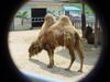 Bactrian Camel (Daejeon Zooland)