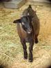 Black Goat (Daejeon Zooland)