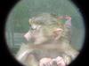 Baby baboon (Daejeon Zooland)