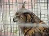 Eurasian Eagle Owl (Daejeon Zooland)
