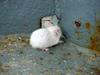 White Mouse (Daejeon Zooland)