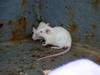 White Mouse (Daejeon Zooland)