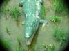 crocodile - not real (Daejeon Zooland)