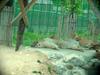 African Lions (Daejeon Zooland)