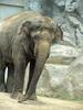 Asian Elephant - Elephas maximus (Daejeon Zooland)