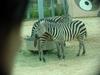 Grant's zebras (Daejeon Zooland)