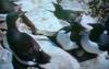 [TV capture] Breeding flock of common murre