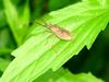 Shieldbug