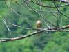 Daurian Redstart (female)