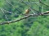 Daurian Redstart (female)