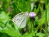 Common Cabbage White Butterfly
