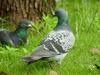 [Birds of Tokyo] Feral Pigeons