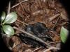 [Birds of Tokyo] baby Jungle Crow (Corvus macrorhynchos)