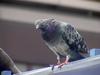 [Birds of Tokyo] Feral Pigeon