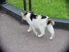 House Cat of Hibiya Park