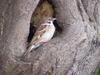 [Birds of Tokyo] Tree Sparrow  intruding great tit's nest