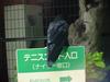 [Birds of Tokyo] Jungle Crow (Corvus macrorhynchos)