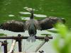 [Birds of Tokyo] Great Cormorant