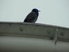 [Birds of Tokyo] Gray Starling