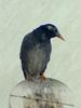 [Birds of Tokyo] Gray Starling