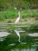 Great Egret  (Egretta alba modesta)