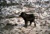 Gray Wolf (Canis lufus)  - black wolf, Alaska