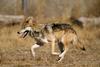 Mexican Wolf (Canis lupis baileyi)  - Sevilleta National Wildlife Refuge