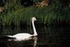 Trumpeter Swan  - Innoko National Wildlife Refuge