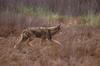 Coyote (Canis latrans)  - San Luis National Wildlife Refuge