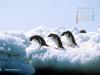 KOPRI Calendar 2004.02: Adelie Penguins (Pygoscelis adeliae)