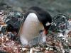 KOPRI Calendar 2004.05: Gentoo Penguins (Pygoscelis papua)