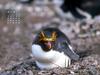 KOPRI Calendar 2004.07: Macaroni Penguin (Eudyptes chrysolophus) in nest