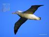 KOPRI Calendar 2004.08: Wandering Albatross (Diomedea exulans) in flight
