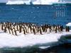 KOPRI Calendar 2004.10: Adelie Pentuins on iceberg